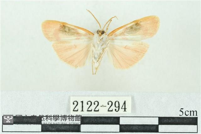 臺雪苔蛾藏品圖，第2張