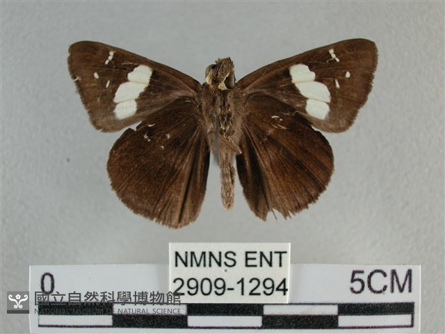 曲紋袖弄蝶藏品圖，第2張