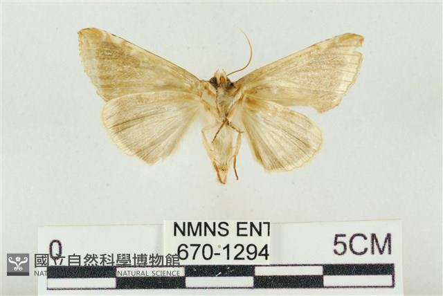印華波紋蛾藏品圖，第2張