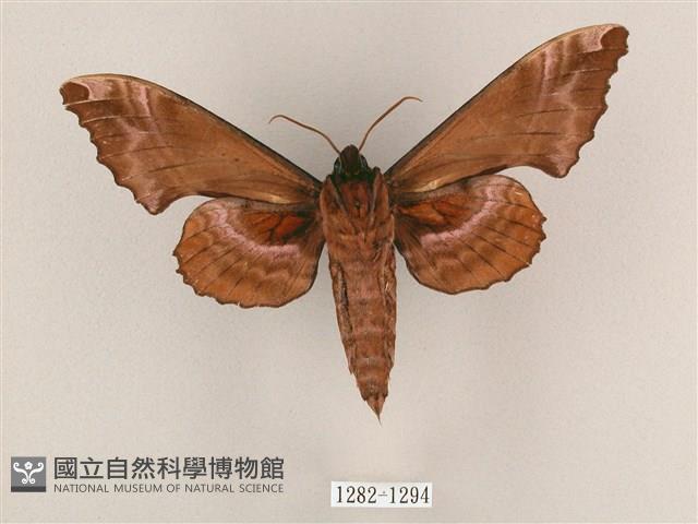 盾天蛾藏品圖，第2張