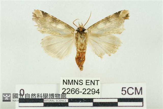 連珠波紋蛾藏品圖，第2張