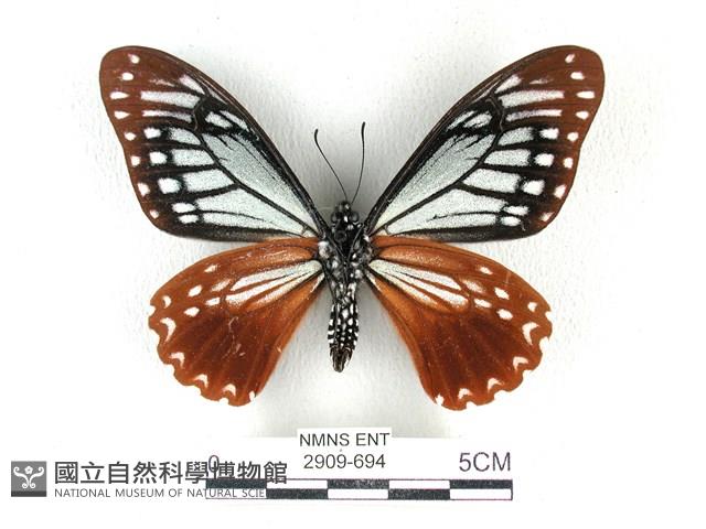 斑鳳蝶藏品圖，第2張