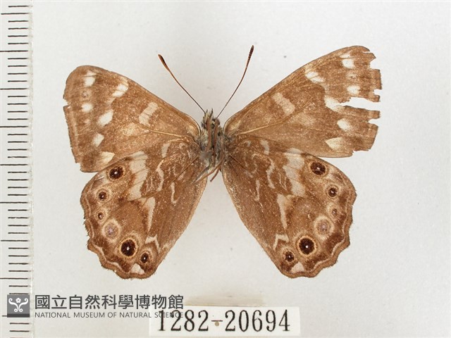 玉山幽眼蝶藏品圖，第2張