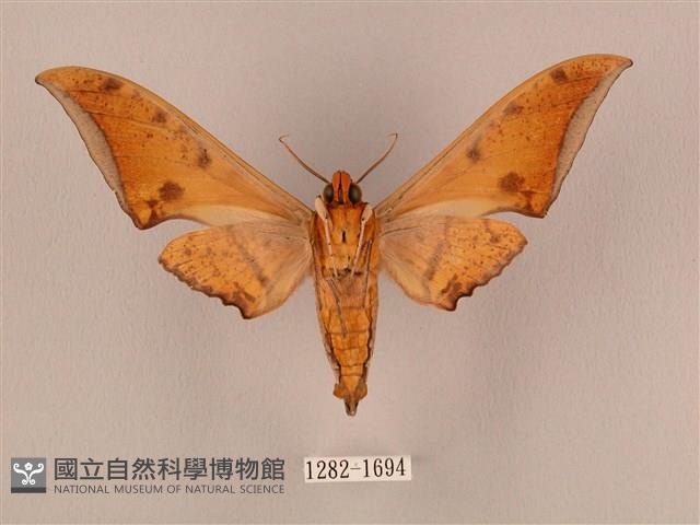 裂斑鷹翅天蛾藏品圖，第2張