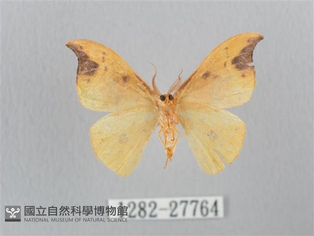 銀斑黃鉤蛾藏品圖，第2張