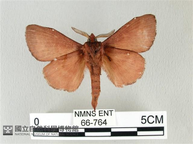 馬尾松枯葉蛾藏品圖，第2張