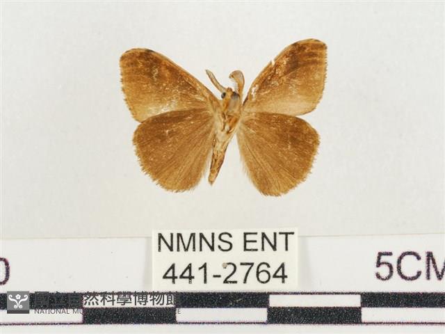 小白紋毒蛾藏品圖，第2張