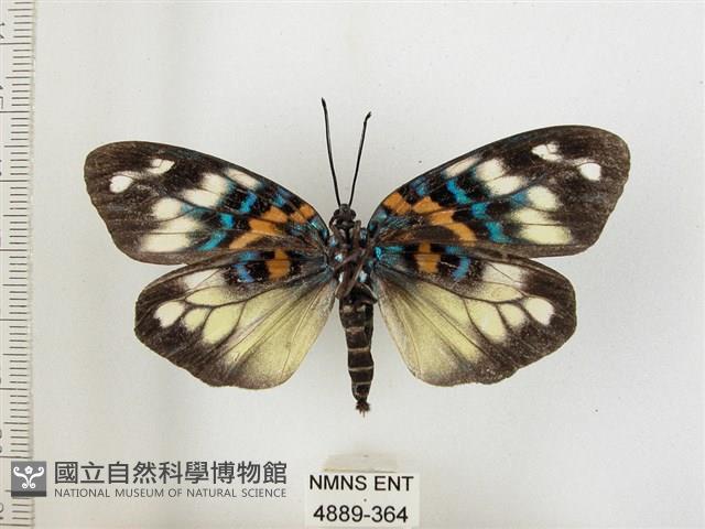 山龍眼螢斑蛾、雙星螢班蛾藏品圖，第2張