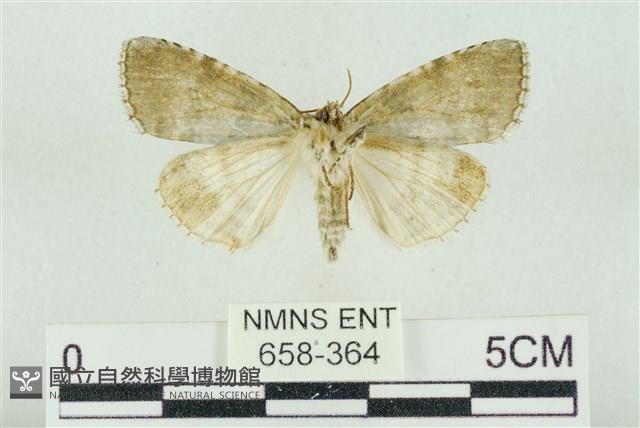 臺灣銀斑異波紋蛾藏品圖，第2張