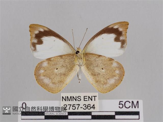 雲紋尖粉蝶藏品圖，第2張