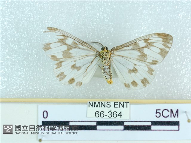 粉蝶燈蛾藏品圖，第2張