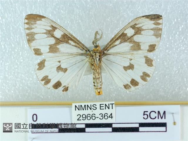 粉蝶燈蛾藏品圖，第2張