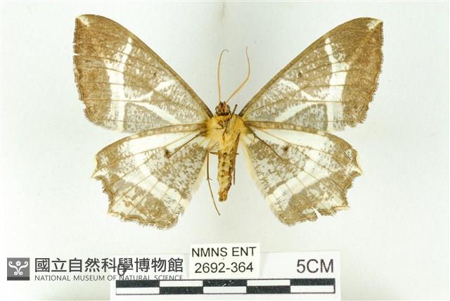 樹形尺蛾藏品圖，第2張