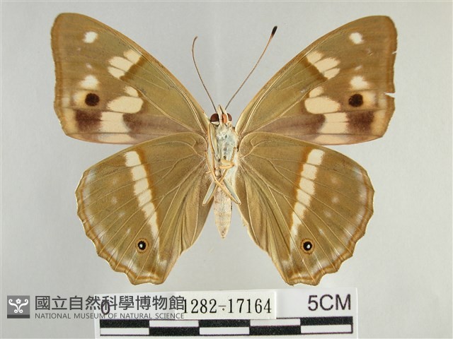 金鎧蛺蝶藏品圖，第2張