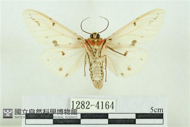 菊池污燈蛾藏品圖，第2張