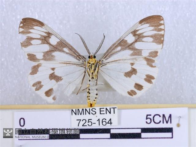 粉蝶燈蛾藏品圖，第2張