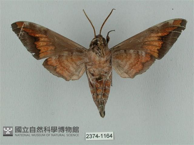 全緣缺角天蛾藏品圖，第2張