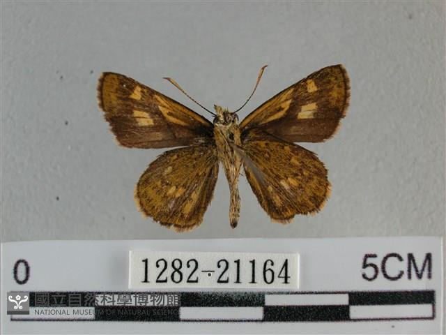 黃星弄蝶藏品圖，第2張