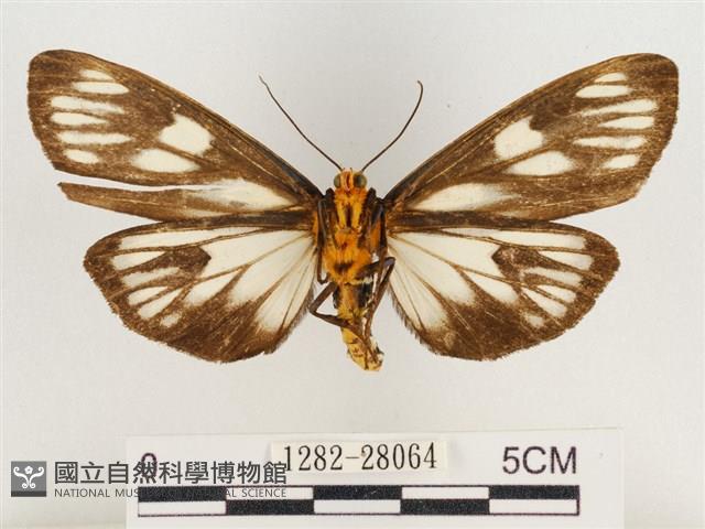 巨網燈蛾藏品圖，第2張