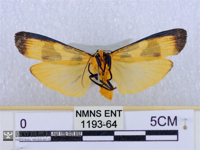 閃光苔蛾藏品圖，第2張