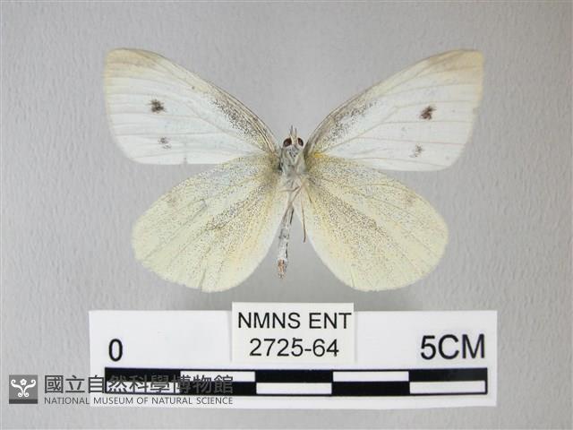 白粉蝶、紋白蝶藏品圖，第2張