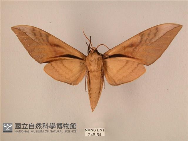 波紋豆天蛾藏品圖，第2張