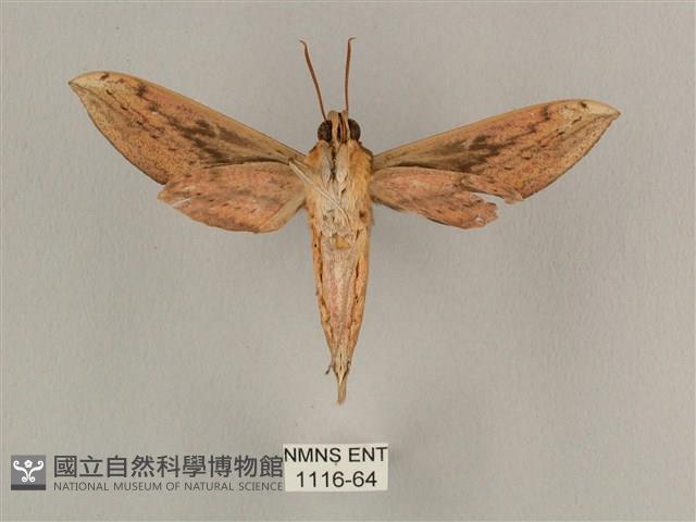 背線天蛾藏品圖，第2張