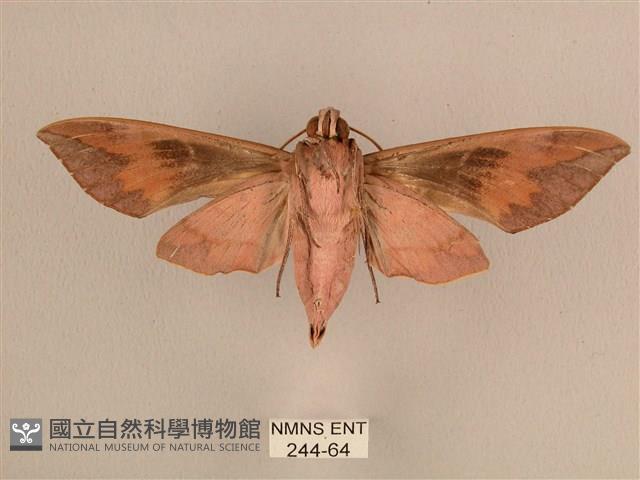 背中白天蛾藏品圖，第2張