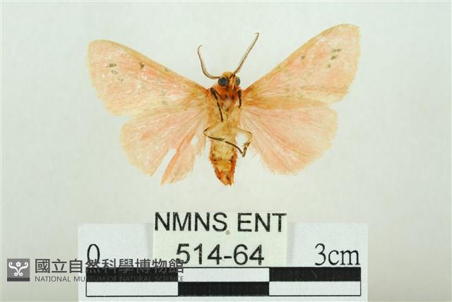 三條橙燈蛾藏品圖，第2張