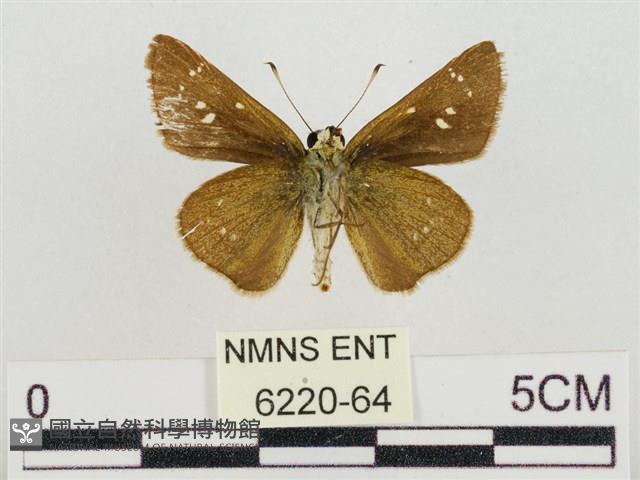 假禾弄蝶藏品圖，第2張