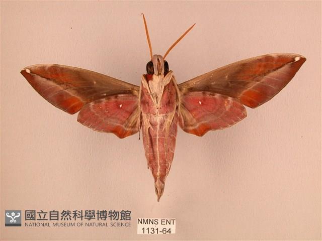 暗綠白腰天蛾藏品圖，第2張