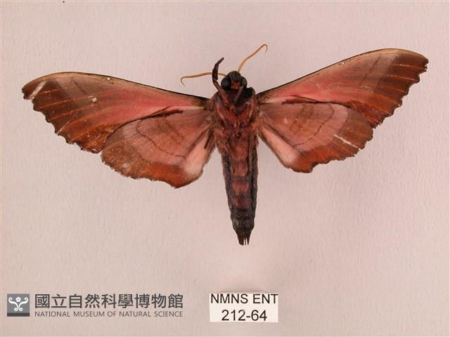 桃紅六點天蛾藏品圖，第2張