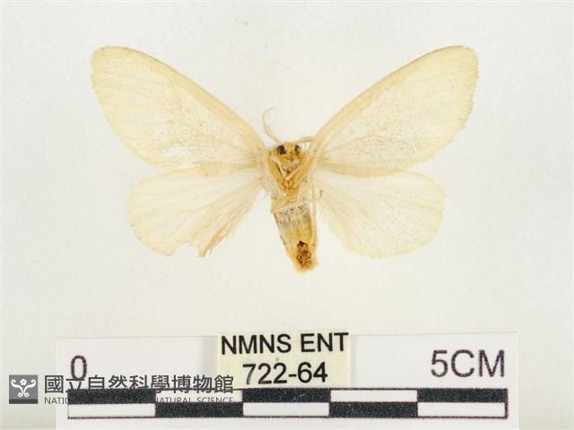 榕透翅毒蛾藏品圖，第2張