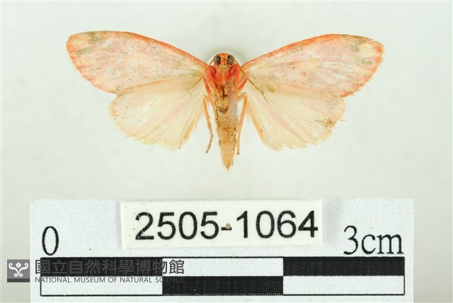 三色豔苔蛾藏品圖，第2張