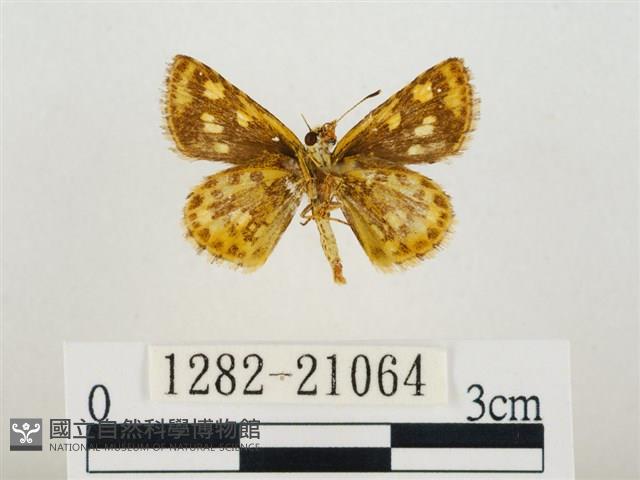 小黃星弄蝶藏品圖，第2張