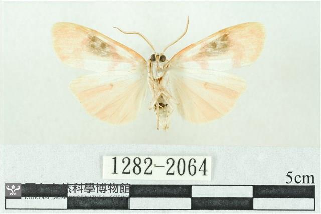 臺雪苔蛾藏品圖，第2張