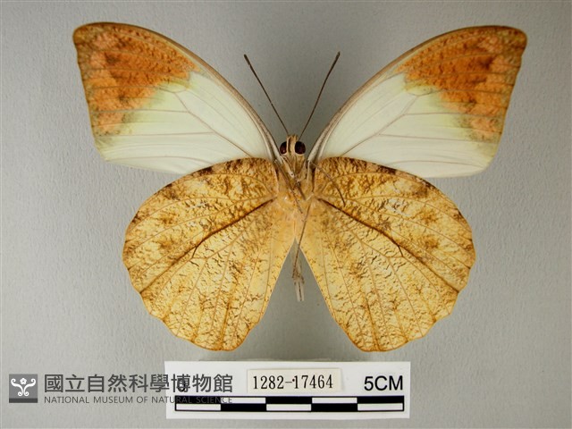 橙端粉蝶、端紅蝶藏品圖，第2張