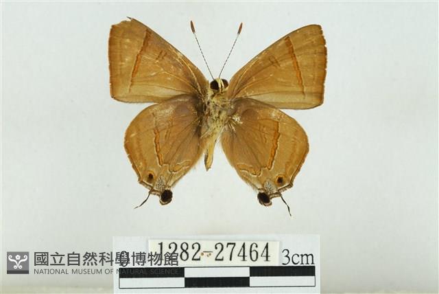 霓彩燕灰蝶藏品圖，第2張