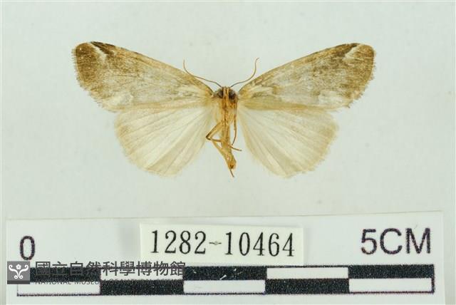 臺美波紋蛾藏品圖，第2張