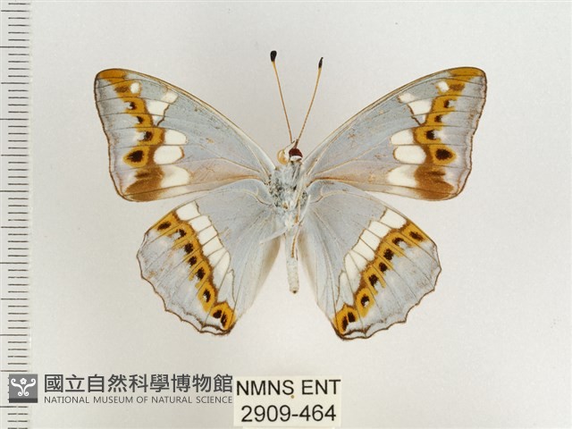 普氏白蛺蝶藏品圖，第2張