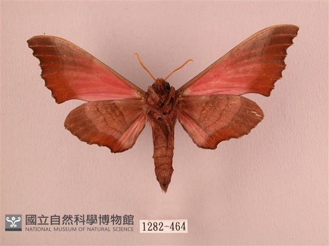 桃紅六點天蛾藏品圖，第2張