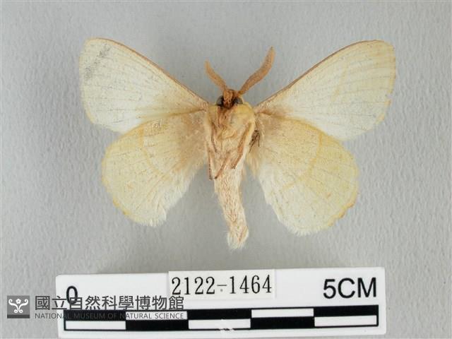 青枯葉蛾藏品圖，第2張