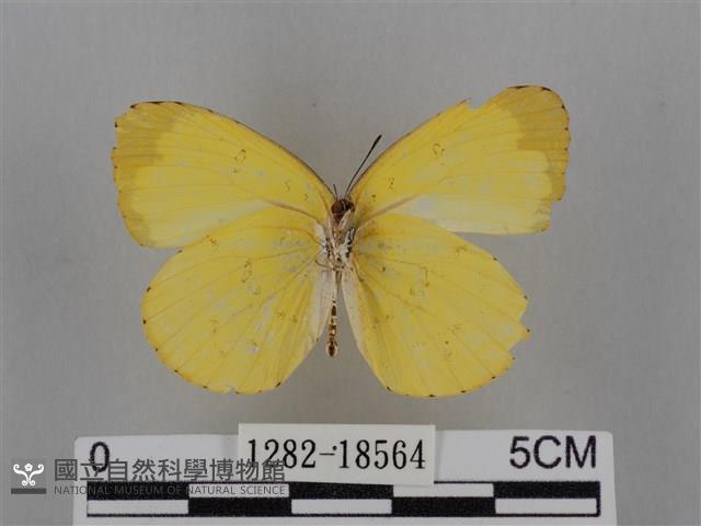 亮色黃蝶藏品圖，第2張