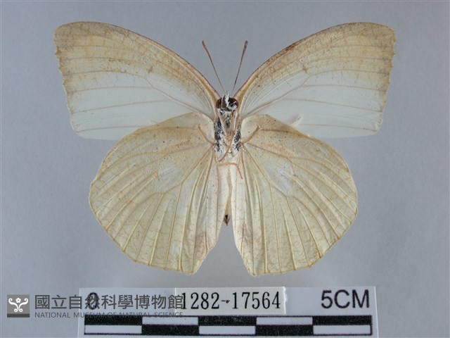 細波遷粉蝶藏品圖，第2張
