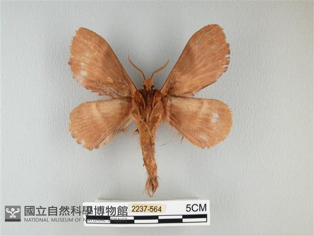 波紋枯葉蛾藏品圖，第2張