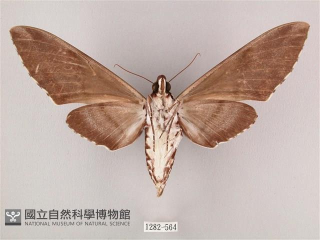 粗斜紋天蛾藏品圖，第2張