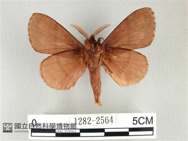 鋸紋枯葉蛾藏品圖，第2張