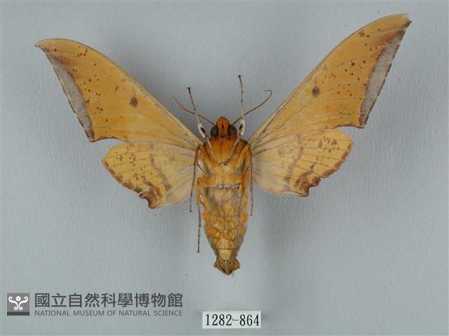 圓斑鷹翅天蛾藏品圖，第2張