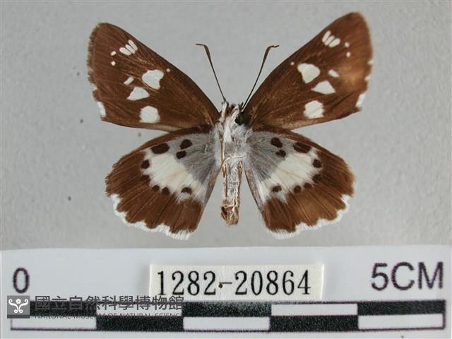 玉帶弄蝶藏品圖，第2張