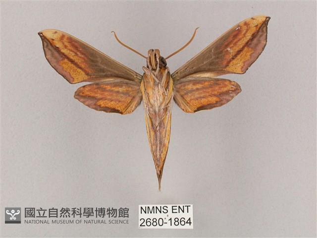 斜綠天蛾藏品圖，第2張